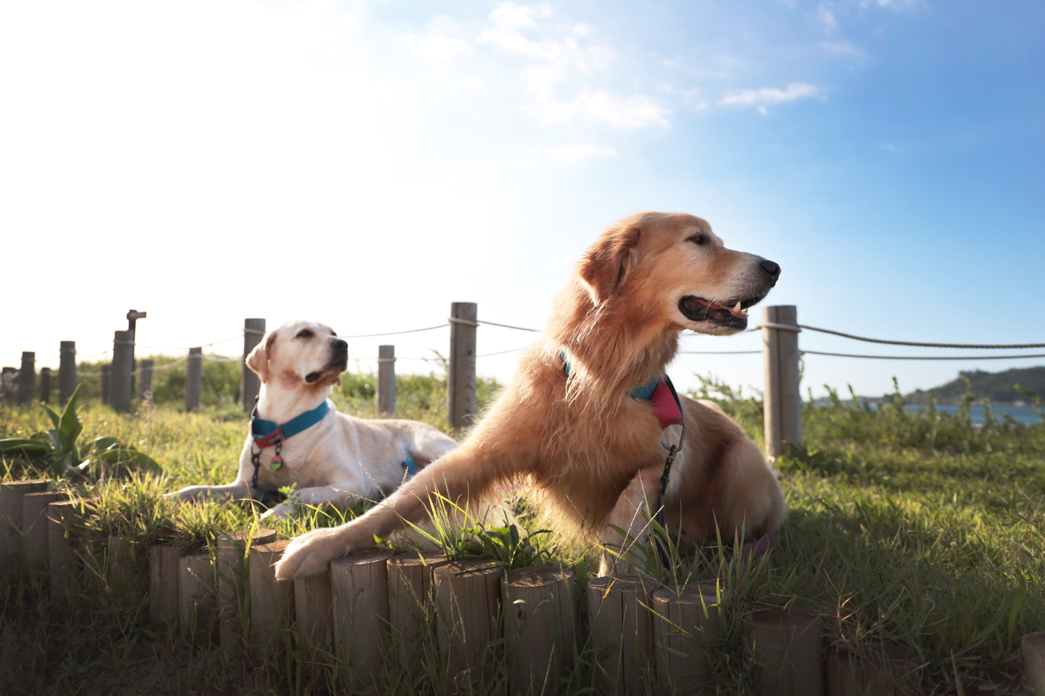 Two dogs with Boondog gear golden hour