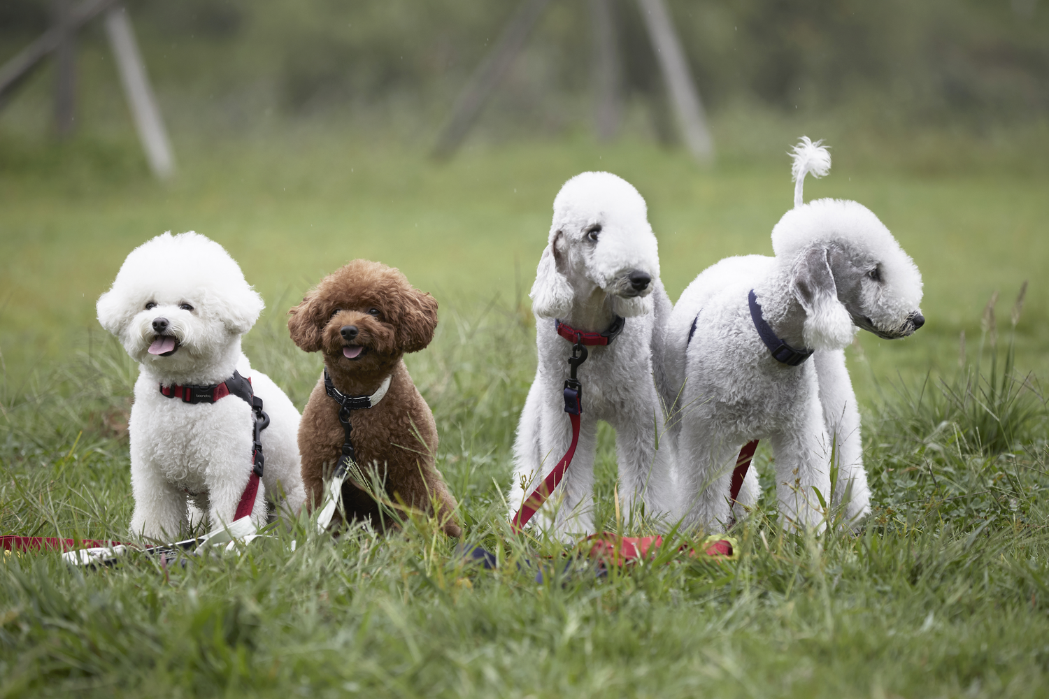 Dog with Boondog collar at waterfall